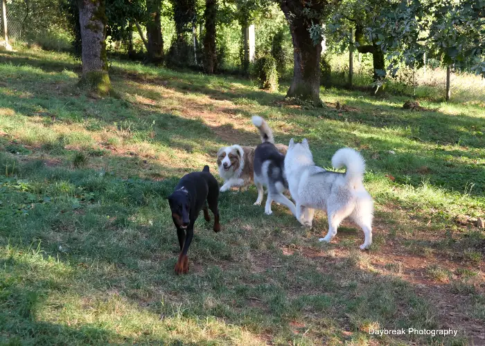 Le domaine de la Chesnaie - pension pour chiens et chats