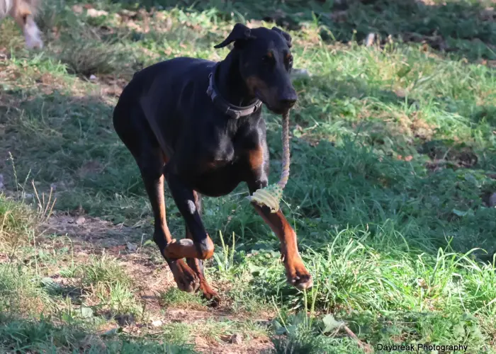 Le domaine de la Chesnaie - pension pour chiens et chats