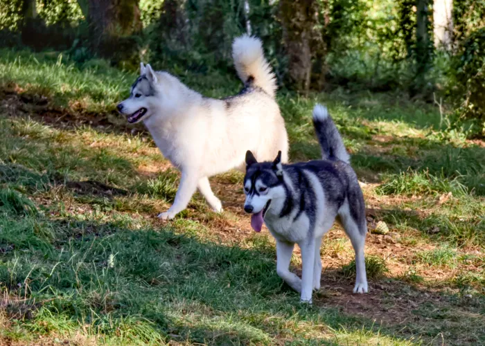 Le domaine de la Chesnaie - pension pour chiens et chats