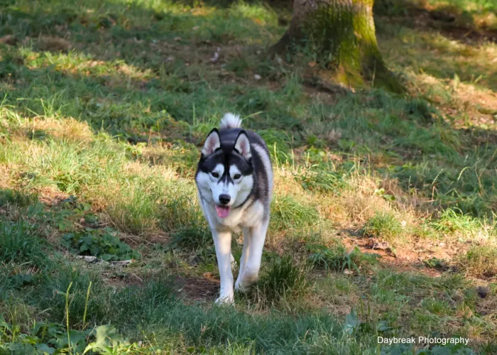 Le domaine de la Chesnaie - pension pour chiens et chats