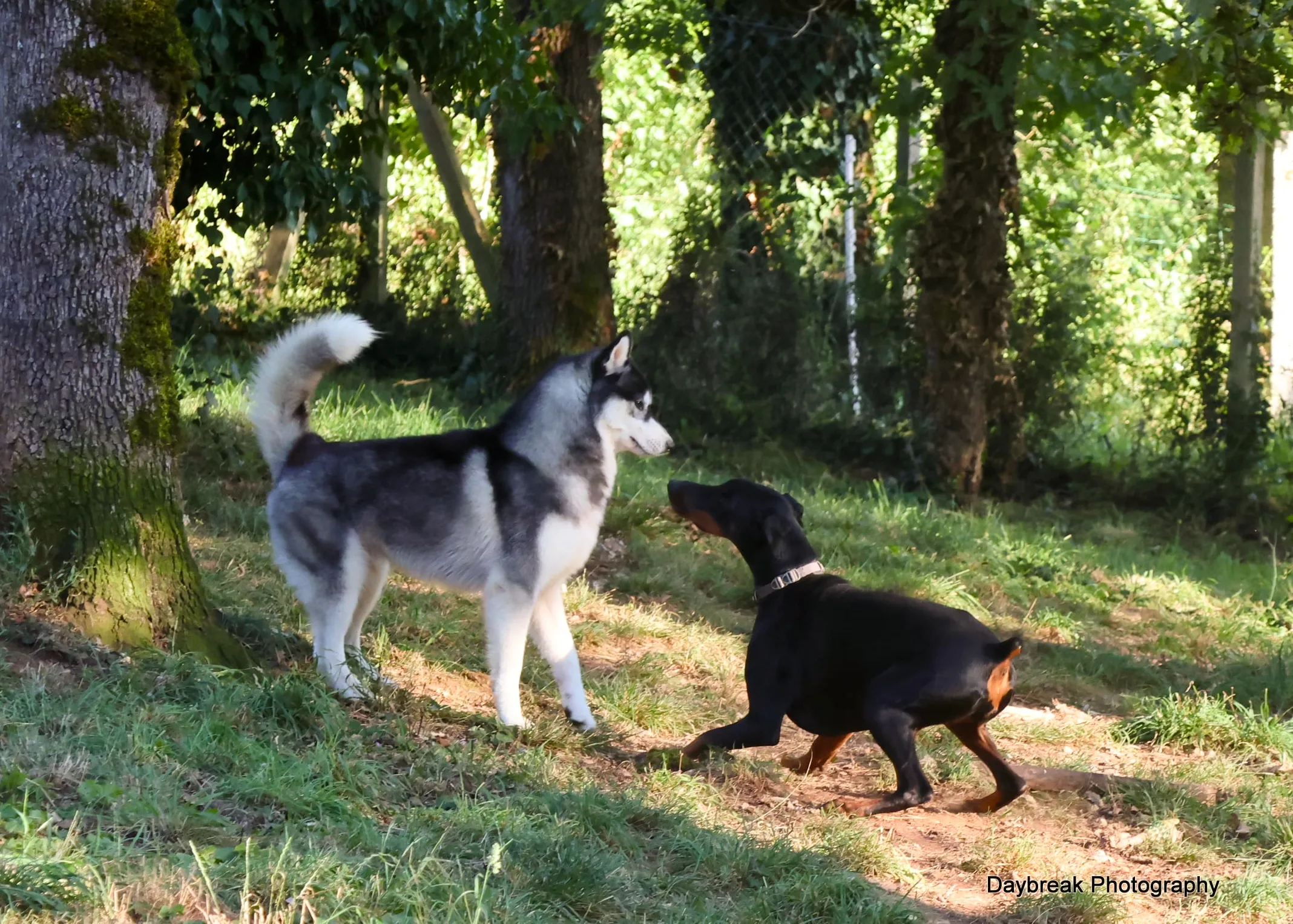 Le domaine de la Chesnaie - pension pour chiens et chats