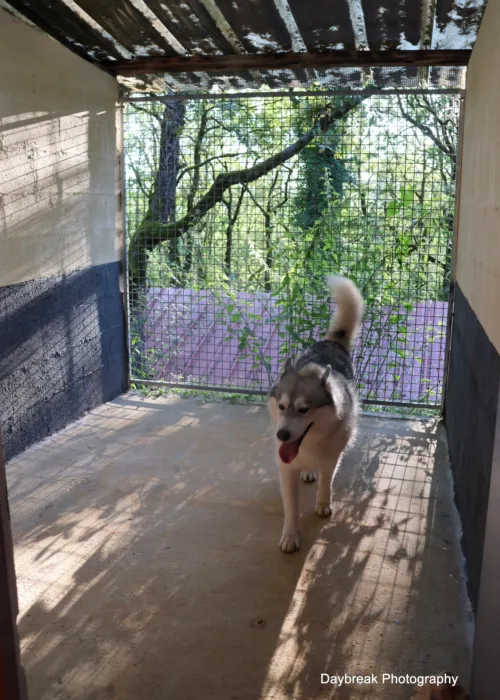 Le domaine de la Chesnaie - pension pour chiens et chats