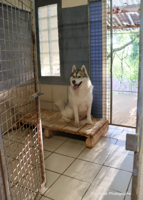 Le domaine de la Chesnaie - pension pour chiens et chats