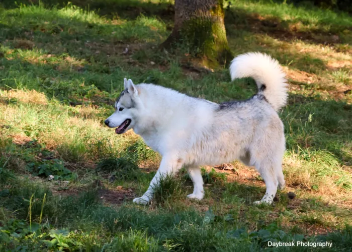 Le domaine de la Chesnaie - pension pour chiens et chats