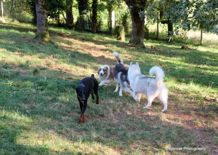 Le domaine de la Chesnaie - pension pour chiens et chats